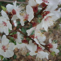 Location: Pleasant Grove, Utah
Date: 2012-03-29
In my garden