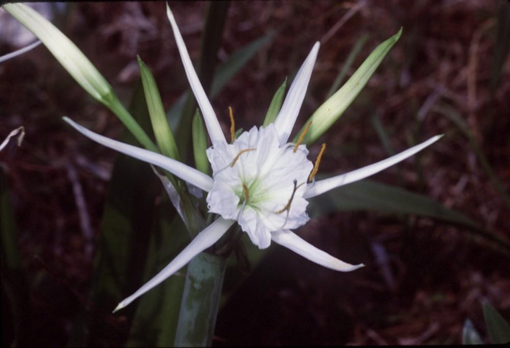 Photo of Spider Lilies (Hymenocallis) uploaded by SongofJoy