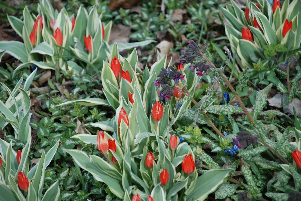 Photo of Species Tulip (Tulipa praestans 'Unicum') uploaded by bearsearch