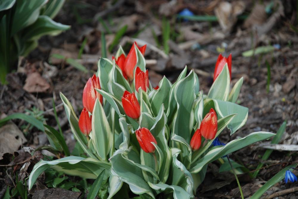 Photo of Species Tulip (Tulipa praestans 'Unicum') uploaded by bearsearch