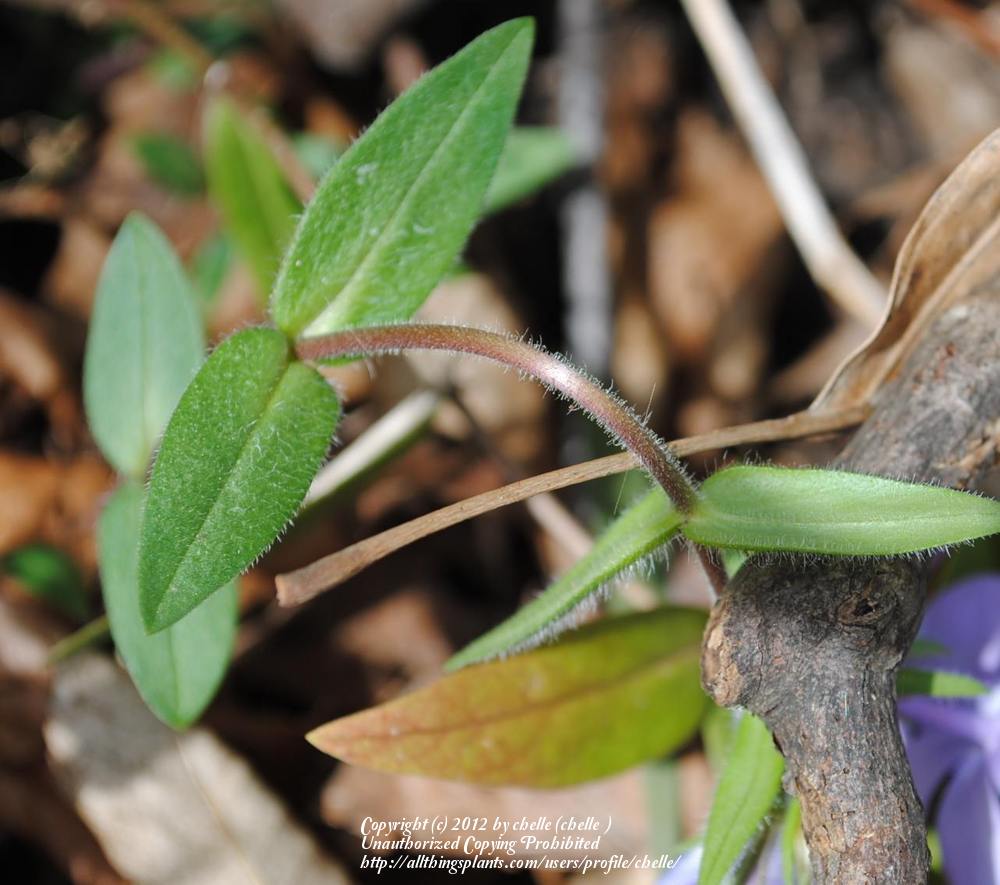 Photo of Wild Blue Phlox (Phlox divaricata) uploaded by chelle
