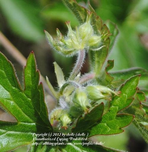 Photo of Wild Geranium (Geranium maculatum) uploaded by chelle