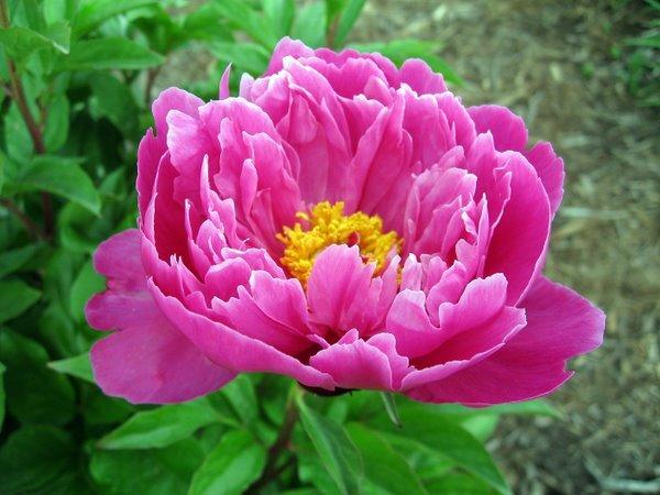 Photo of Peony (Paeonia lactiflora 'Nice Gal') uploaded by goldfinch4