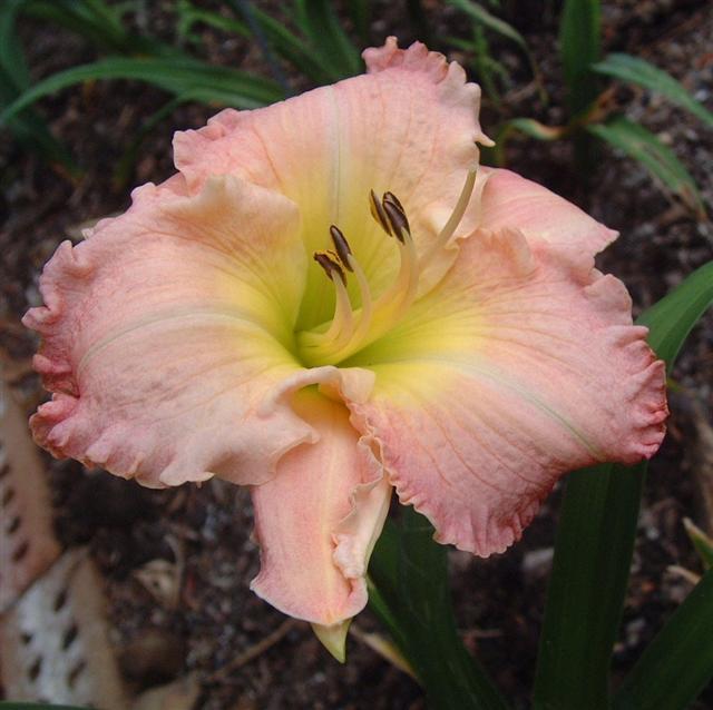 Photo of Daylily (Hemerocallis 'How Lovely You Are') uploaded by vic