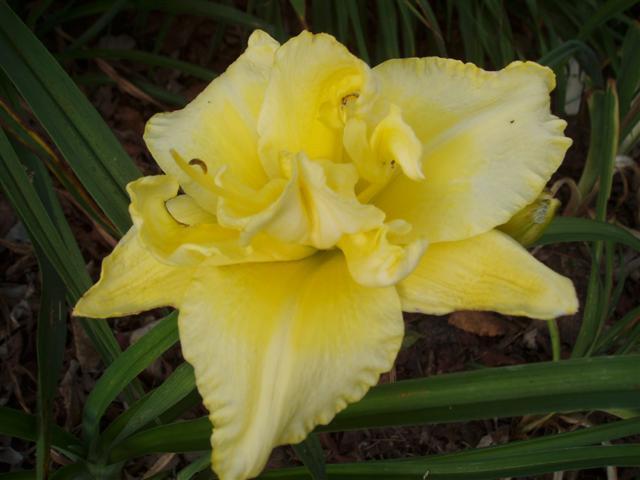 Photo of Daylily (Hemerocallis 'Heavenly Mellow Yellow') uploaded by vic