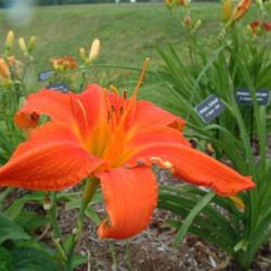 
Date: 2004-07-01
Photo Courtesy of Nova Scotia Daylilies Used with Permission