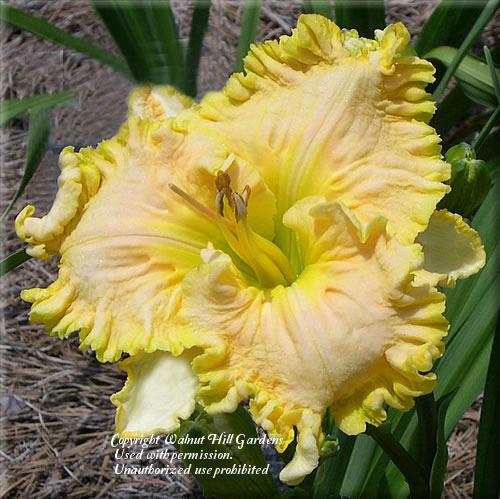 Photo of Daylily (Hemerocallis 'Eloquent Cay') uploaded by vic