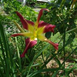 
Date: 2010-08-16
Photo Courtesy of Nova Scotia Daylilies Used with Permission