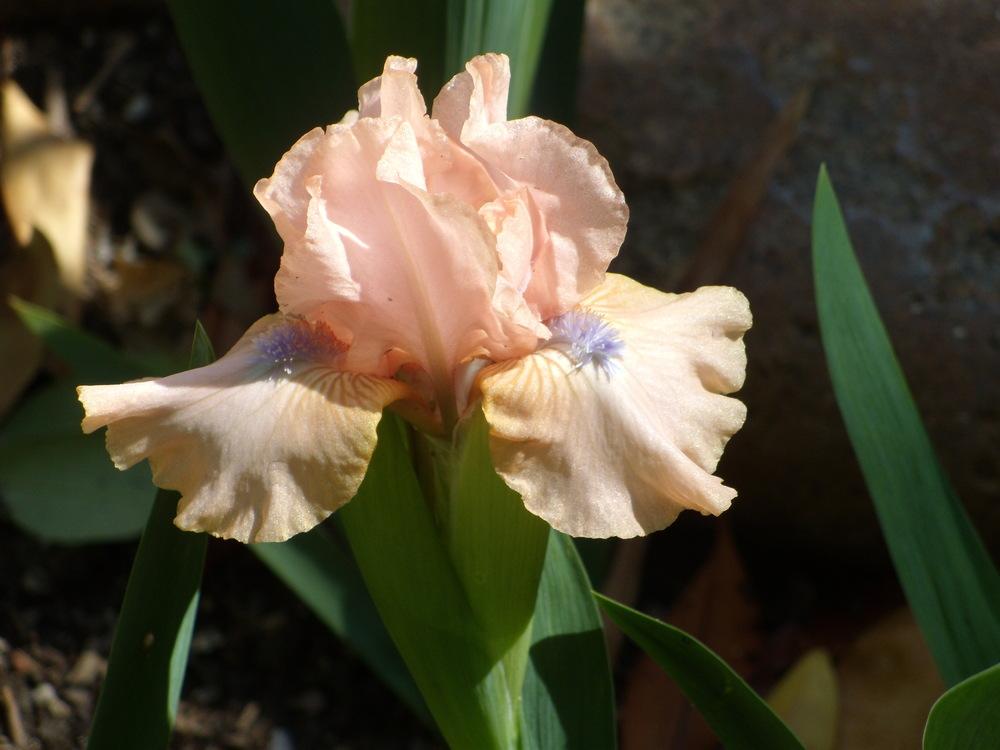 Photo of Standard Dwarf Bearded Iris (Iris 'Pinkster') uploaded by Betja