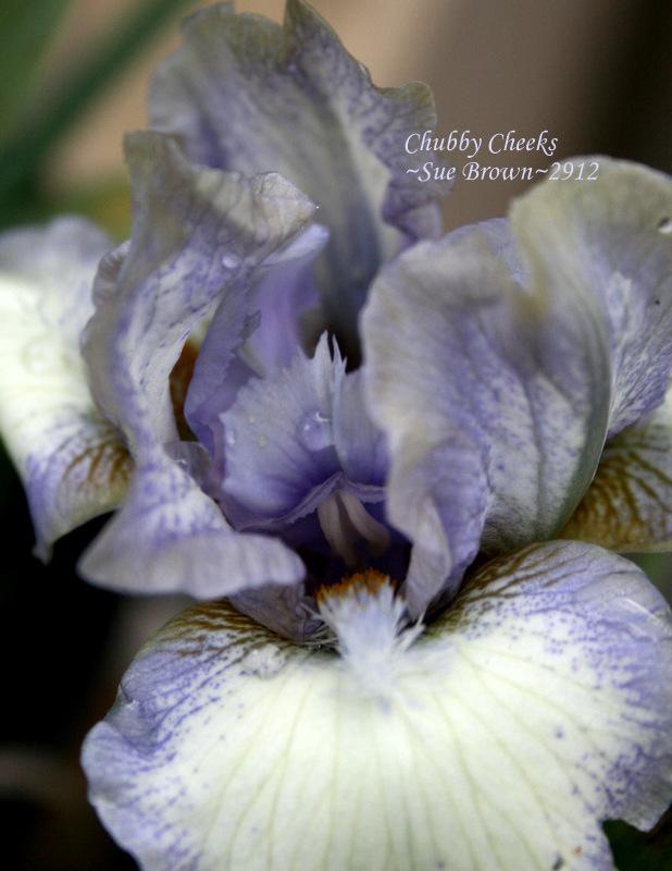 Photo of Standard Dwarf Bearded Iris (Iris 'Chubby Cheeks') uploaded by Calif_Sue
