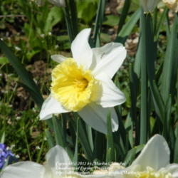 Location: My garden in Kentucky
Date: 2012-03-18