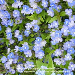 Location: My garden in Kentucky
Date: 2012-03-28