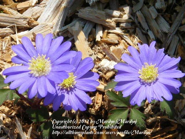 Photo of Grecian Windflower (Anemone blanda 'Blue Shades') uploaded by Marilyn