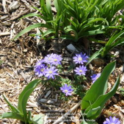 Location: My garden in Kentucky
Date: 2012-03-18
Love this charming Spring flower!