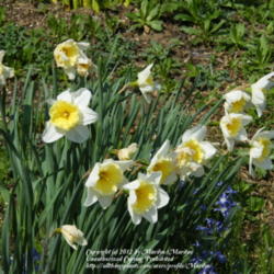 Location: My garden in Kentucky
Date: 2012-03-18