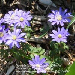 Location: My garden in Kentucky
Date: 2012-03-19