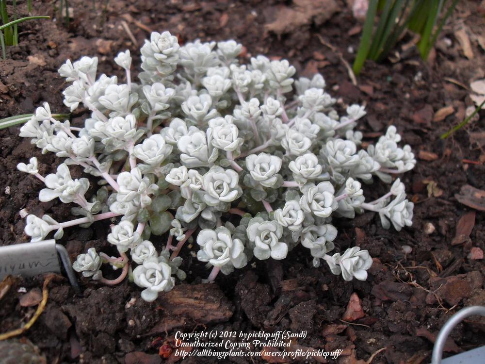Photo of Stonecrop (Sedum spathulifolium subsp. pruinosum 'Cape Blanco') uploaded by picklepuff