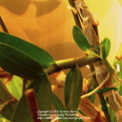 Location: At home indoors - Central Valley area, CA
Date: 2012-03-30
Noid dendrobium has formed keiki on its cane