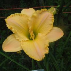 
Date: 2006-07-28
Photo Courtesy of Nova Scotia Daylilies Used with Permission