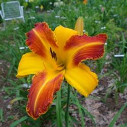 
Date: 2011-07-19
Photo Courtesy of Nova Scotia Daylilies Used with Permission