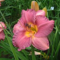 
Date: 2006-07-22
Photo Courtesy of Nova Scotia Daylilies Used with Permission