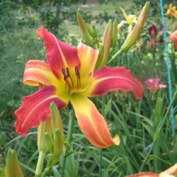 
Date: 2006-08-01
Photo Courtesy of Nova Scotia Daylilies Used with Permission