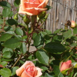 Location: My garden in Bakersfield, CA
Date: March 30, 2012