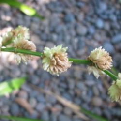Location: Southwest Florida
Date: April 2012
bloom buds