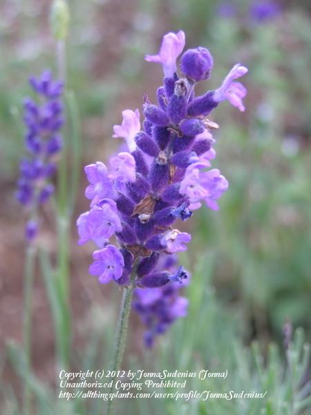 Photo of English Lavender (Lavandula angustifolia) uploaded by JonnaSudenius
