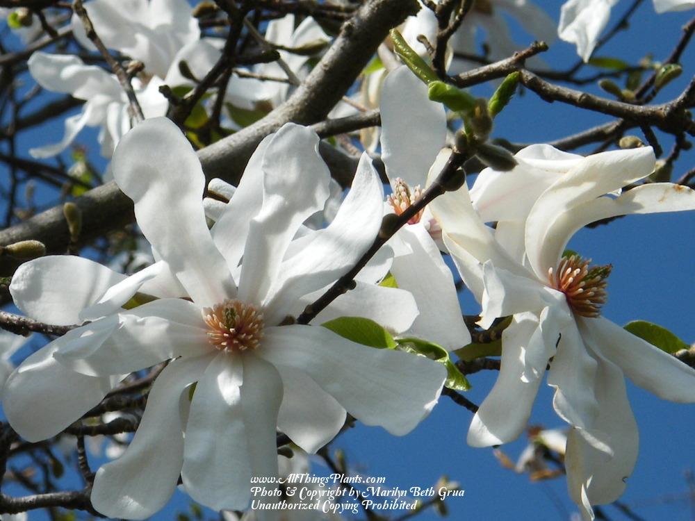 Photo of Star Magnolia (Magnolia stellata 'Royal Star') uploaded by Marilyn