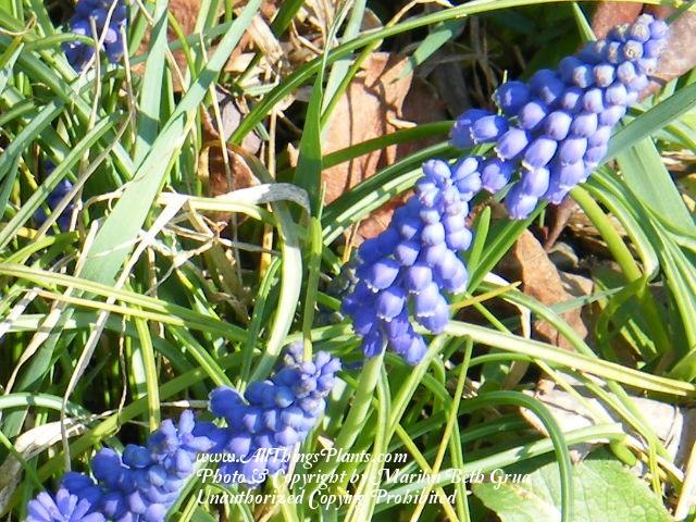 Photo of Grape Hyacinth (Muscari armeniacum) uploaded by Marilyn