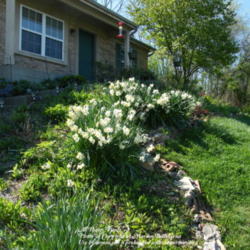 Location: My garden in Kentucky
Date: 2012-03-27
In a landscape setting