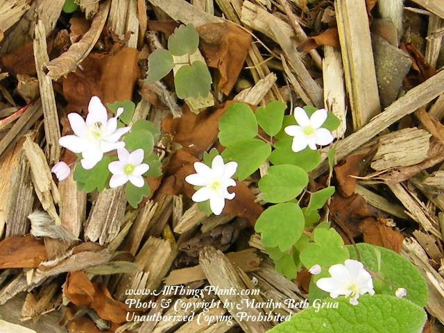 Photo of Rue Anemone (Thalictrum thalictroides) uploaded by Marilyn