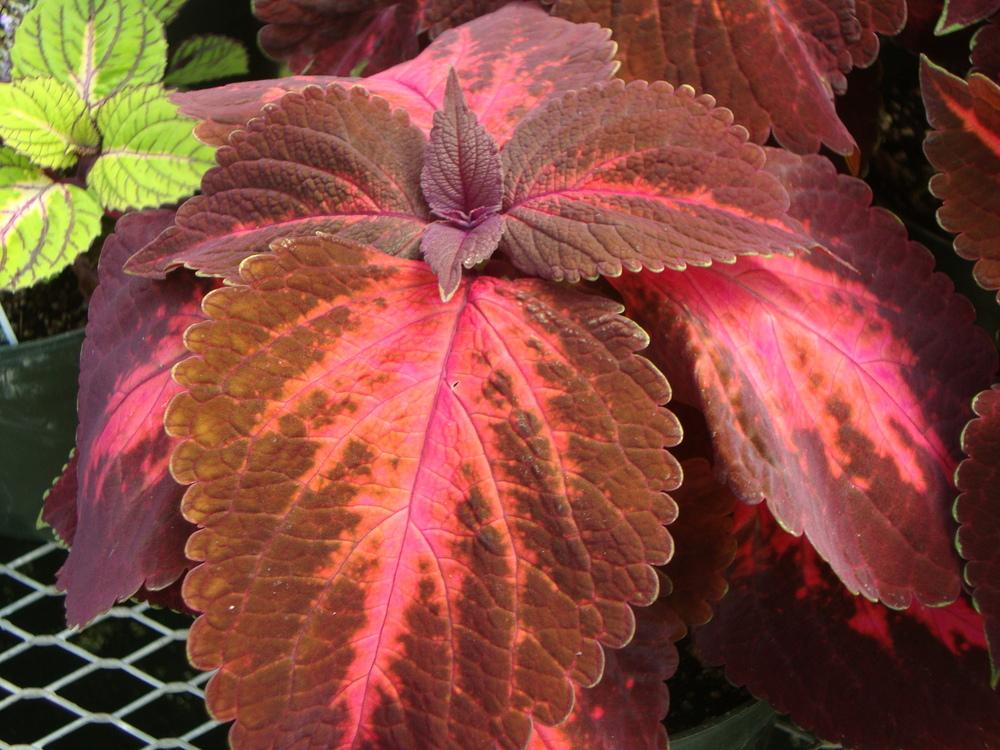 Photo of Coleus (Coleus scutellarioides ColorBlaze® Kingswood Torch) uploaded by Paul2032