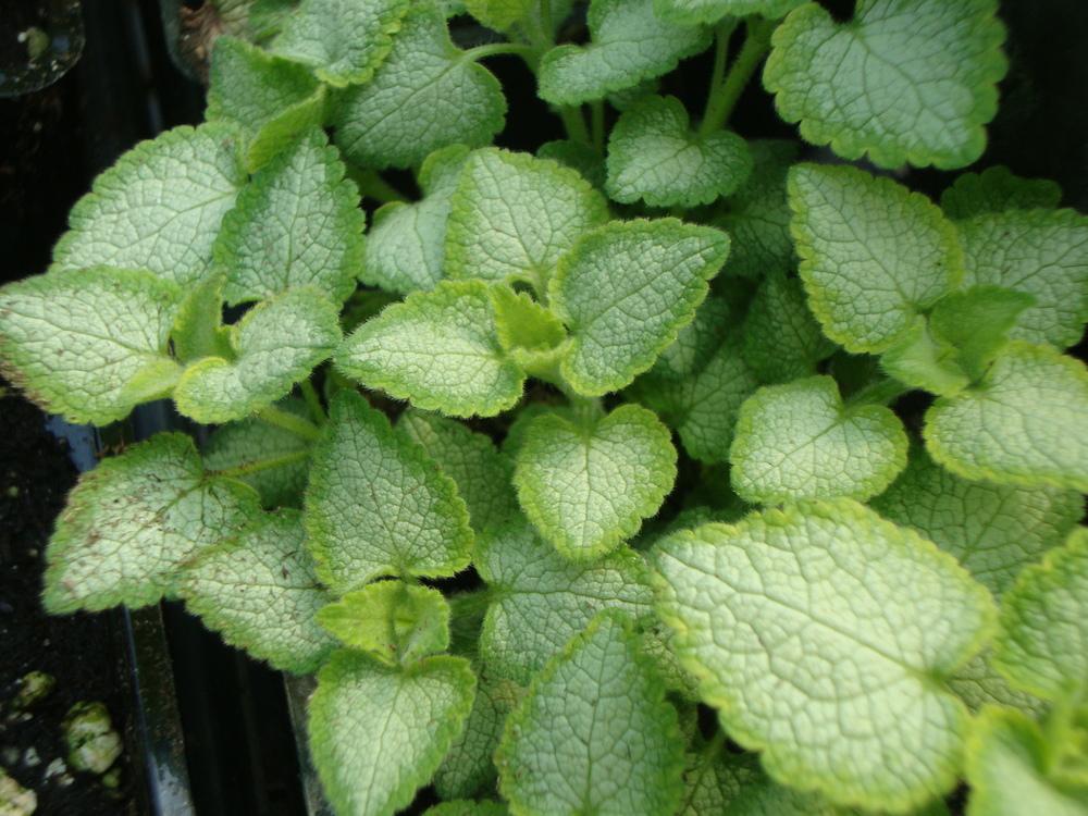 Photo of Spotted Deadnettle (Lamium maculatum 'Red Nancy') uploaded by Paul2032