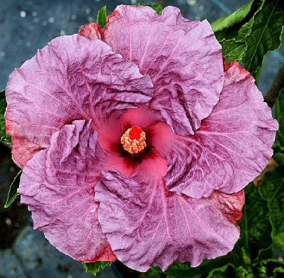 Photo of Tropical Hibiscus (Hibiscus rosa-sinensis 'Burnished Plum') uploaded by SongofJoy
