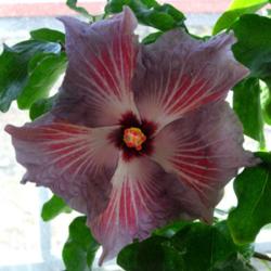 
Date: 2007-07-08
Courtesy Hidden Valley Hibiscus, used with permission