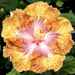 
Date: 2006-11-17
Courtesy Hidden Valley Hibiscus, used with permission