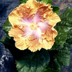 
Date: 2007-02-04
Courtesy Hidden Valley Hibiscus, used with permission