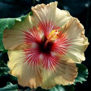 Courtesy Hidden Valley Hibiscus, used with permission