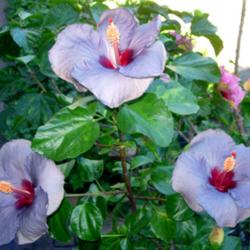 
Date: 2009-07-15
Courtesy Hidden Valley Hibiscus, used with permission