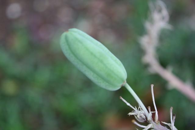 Photo of Aloes (Aloe) uploaded by gingin