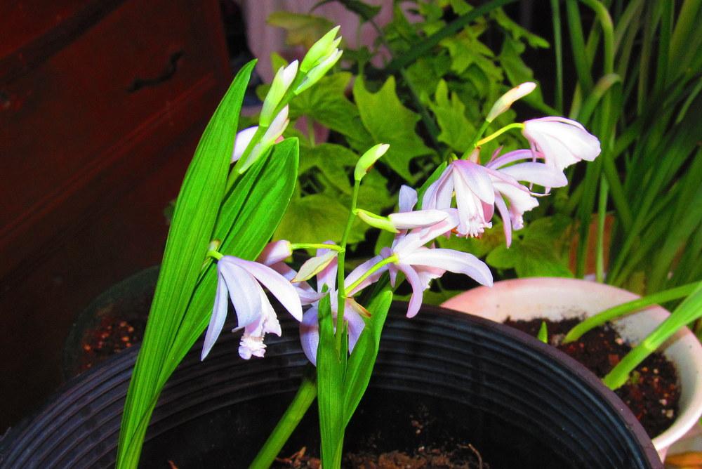 Photo of Chinese Ground Orchid (Bletilla striata) uploaded by jmorth