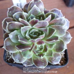 
Date: 2012-03-31
New plant from Denver Botanic Gardens- Cactus and Succulent Socie