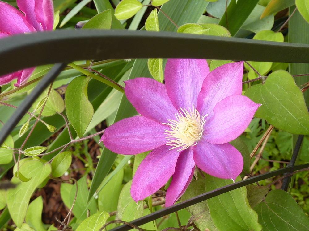Photo of Clematis 'Pink Champagne' uploaded by sandnsea2