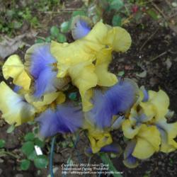Location: In my Northern California garden
Date: 2012-03-31
Under an overcast sky, the color appears more blue