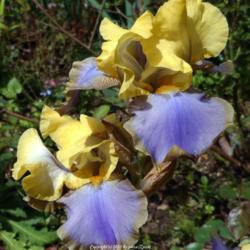 Location: In my Northern California garden
Date: 2012-03-31
Photographed in full sun, producing a violet color