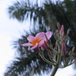 Location: Southwest Florida
Date: April 2012
My April Fool's bloom!