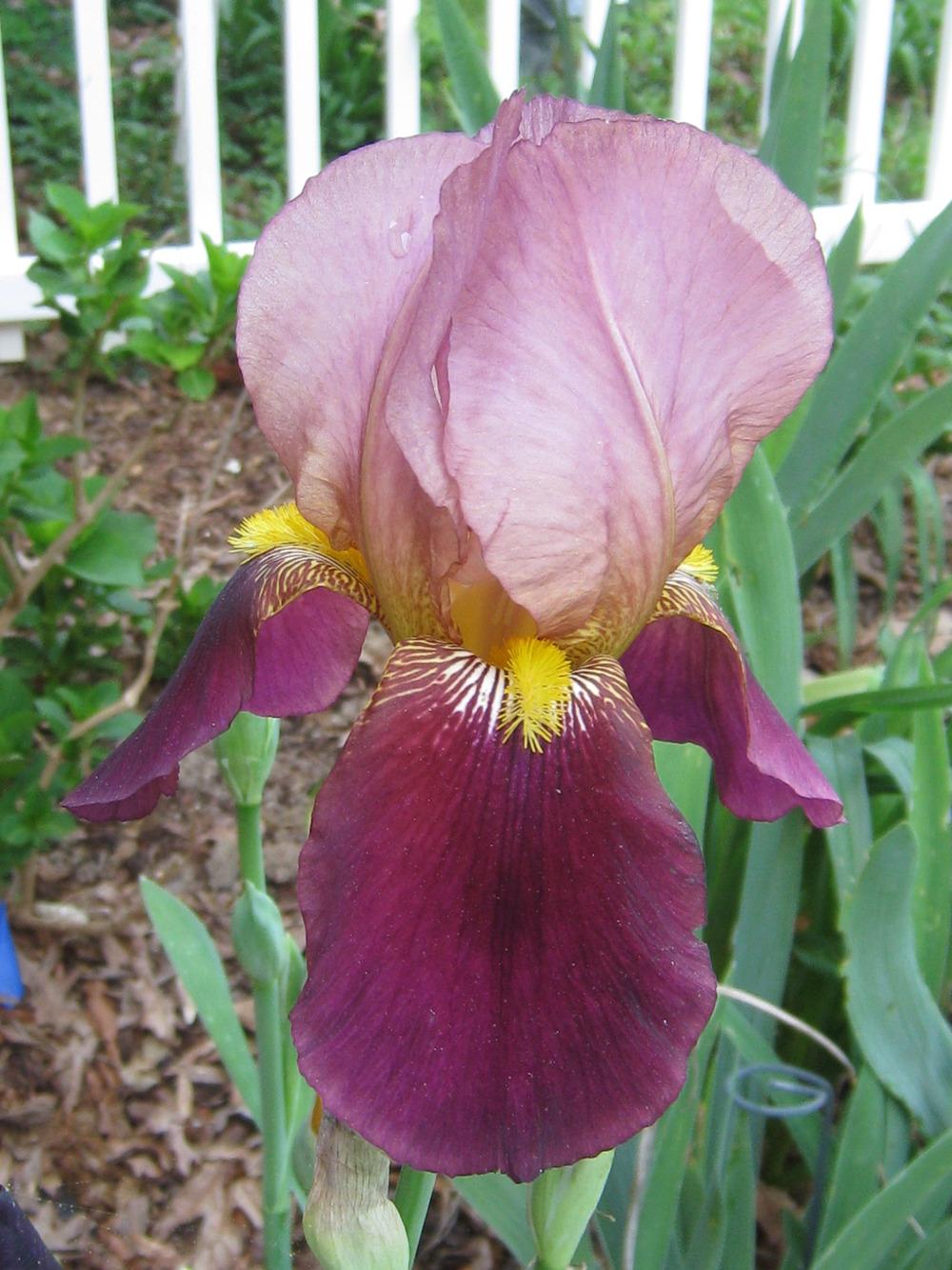 Photo of Tall Bearded Iris (Iris 'Indian Chief') uploaded by Hemophobic