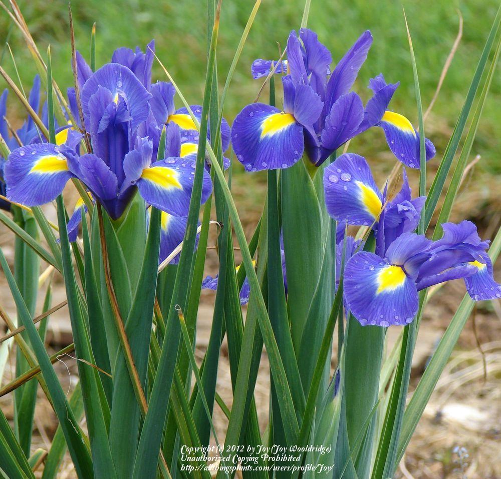 Photo of Dutch Iris (Iris x hollandica 'Blue Magic') uploaded by Joy